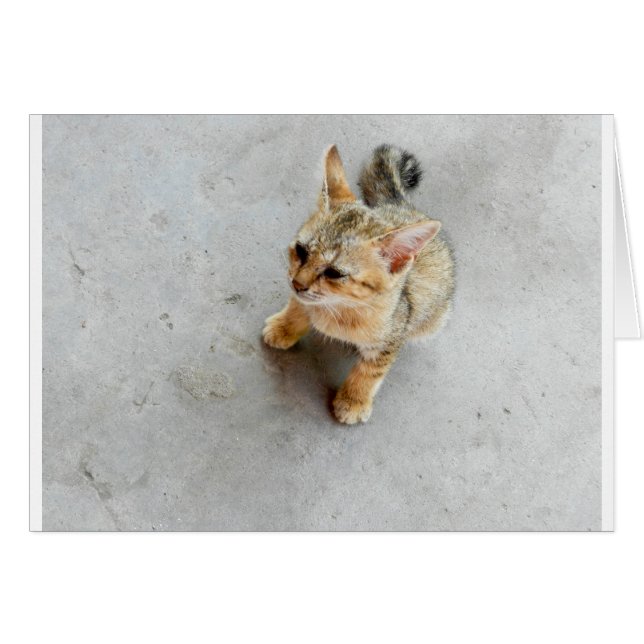 Cute chaton chaton sauvage (Devant horizontal)