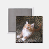 Cute chaton sur aimant carré empreinte de léopard (Recto/Verso)