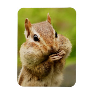 Cute Cheeky Chipmunk Magneet