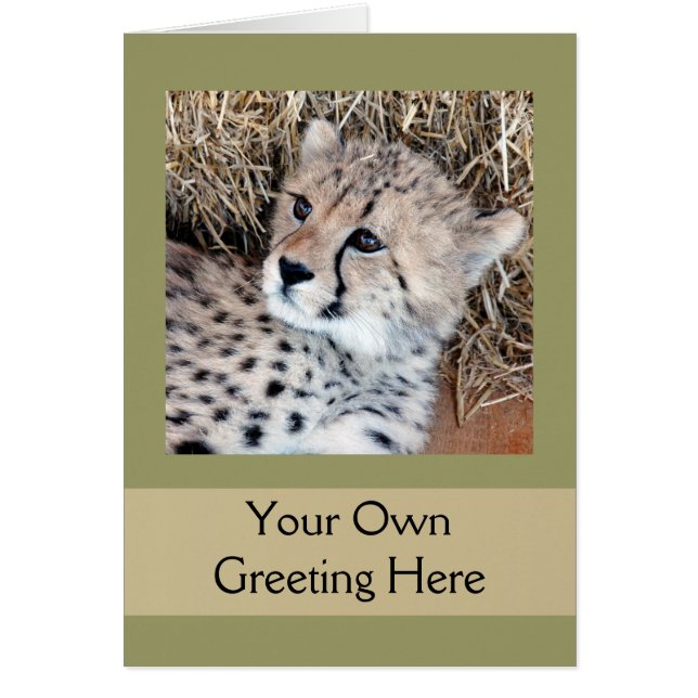 Cute Cheetah Cub Photo (Devant)