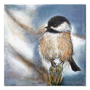 Cute Chickadee Bird Schattig Black Capped Foto Afdruk