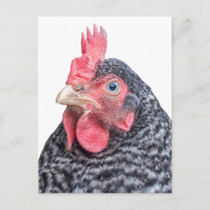 Cute Chicken Photo Black en White Feathers Briefkaart