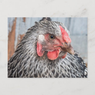 Cute Chicken Photo Black en White Feathers Briefkaart