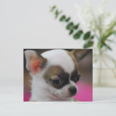 Cute Chihuahua Briefkaart (Staand voorkant)