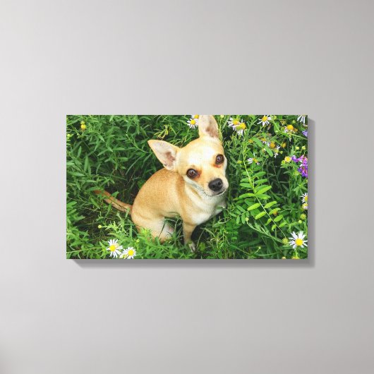 Cute Chihuahua in Grass Meadow Canvas Afdruk (Voorkant)