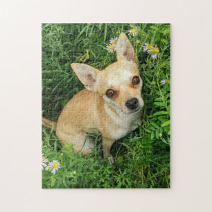 Cute Chihuahua in Grass Meadow Legpuzzel