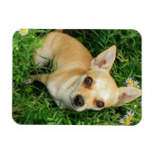 Cute Chihuahua in Grass Meadow Magneet (Horizontaal)