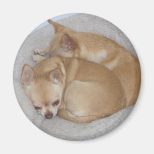 Cute Chihuahua Magnet Magneet