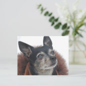 Cute Chihuahua Photos Briefkaart (Staand voorkant)