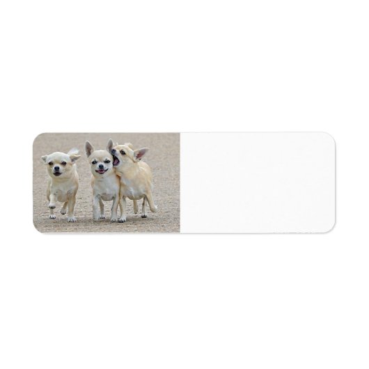 Cute Chihuahua Puppies Label (Voorkant)