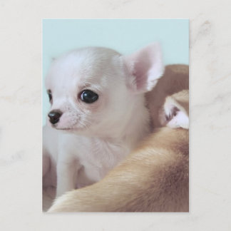 Cute chihuahua puppy briefkaart
