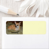 Cute Chihuahua Resting Etiket (Insitu)