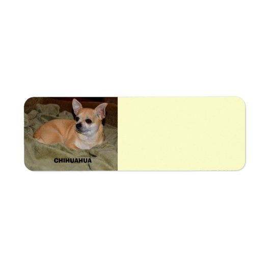 Cute Chihuahua Resting Etiket (Voorkant)