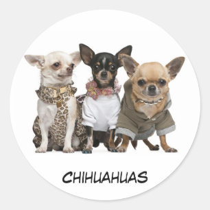 Cute Chihuahuas Ronde Sticker