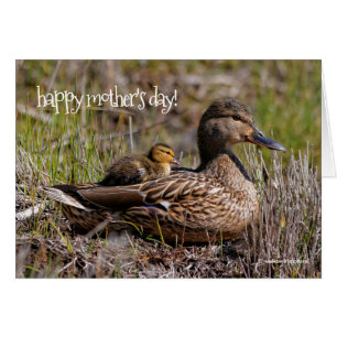 Cute Chillin' Mallard Ma Duck & Baby Ducking