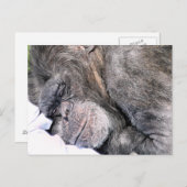 CUTE CHIMPANZEE BRIEFKAART (Voorkant / Achterkant)