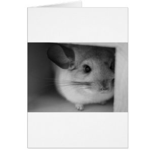 Cute Chinchilla