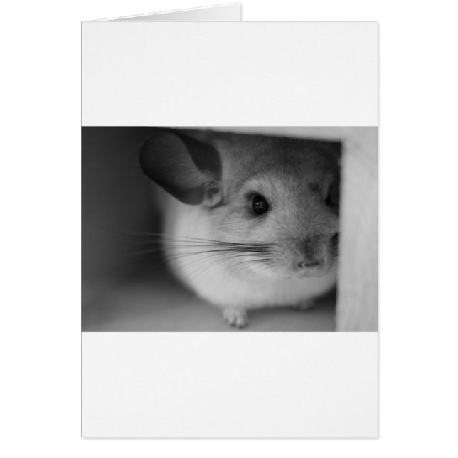Cute Chinchilla (Devant)