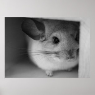 Cute Chinchilla Poster