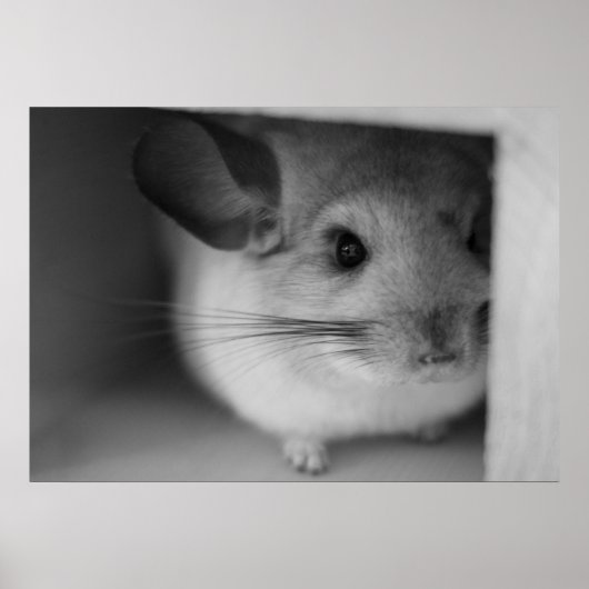 Cute Chinchilla Poster (Voorkant)
