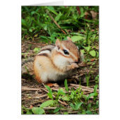 Cute Chipmunk (Devant)