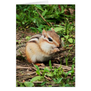 Cute Chipmunk