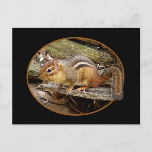 Cute Chipmunk Briefkaart (Voorkant)