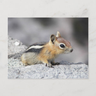 Cute Chipmunk Briefkaart
