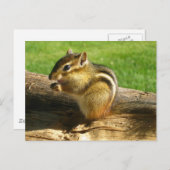 Cute Chipmunk Briefkaart (Voorkant / Achterkant)