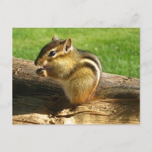 Cute Chipmunk Briefkaart (Voorkant)
