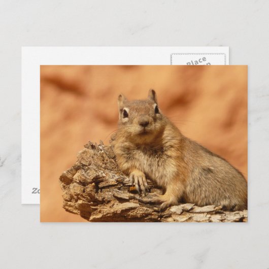Cute chipmunk briefkaart (Voorkant / Achterkant)