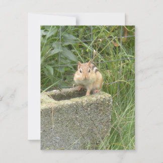 Cute Chipmunk Briefkaart