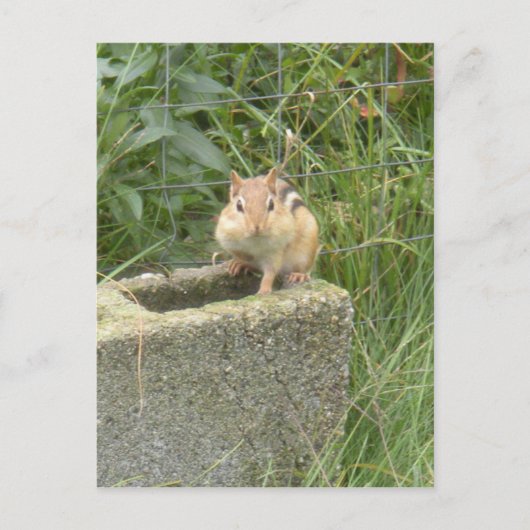 Cute Chipmunk Briefkaart (Voorkant)