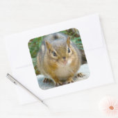 Cute Chipmunk heeft zijn oog op jou Vierkante Sticker (Envelop)