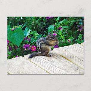 Cute Chipmunk Photo Briefkaart