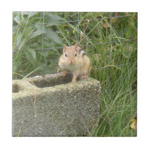 Cute Chipmunk Tegeltje