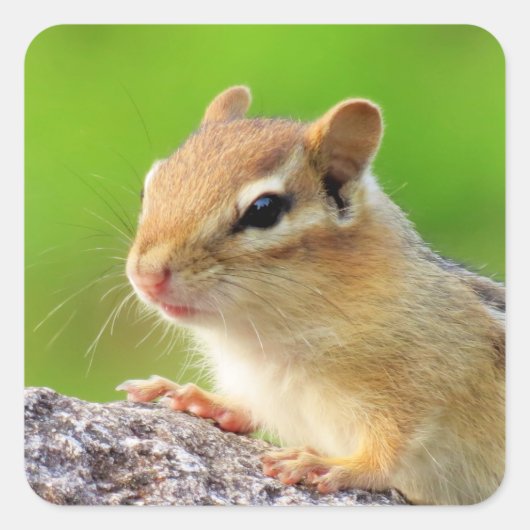 Cute Chipmunk Vierkante Sticker (Voorkant)
