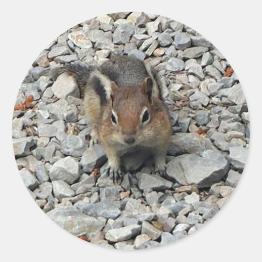 Cute Chipmunk Wildlife Foto Ronde Sticker (Voorkant)