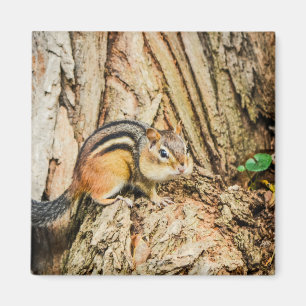 Cute Chipmunk Woodland Animals Natuur Square Magneet