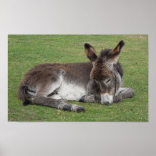Cute chocola donkey baby foelie slaapt poster