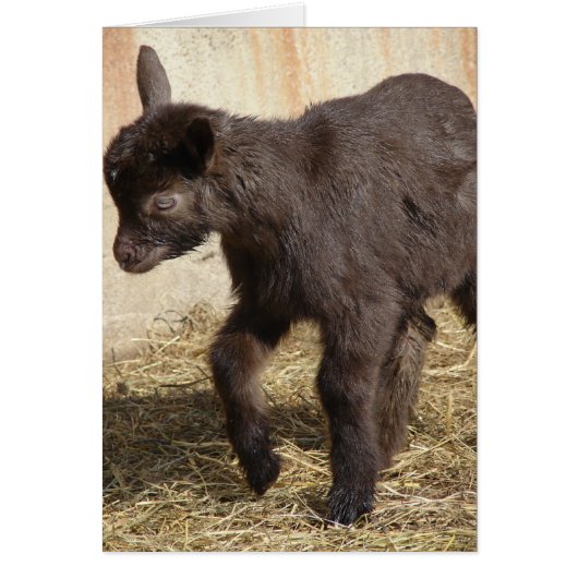 Cute Chocolate Goat Kind (Voorkant)