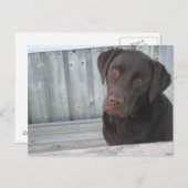 Cute Chocolate Lab Briefkaart (Voorkant / Achterkant)