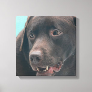 Cute Chocolate Lab Canvas afdrukken