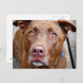 Cute Chocolate Lab Pit Mix Dog 7 Briefkaart (Voorkant / Achterkant)