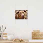 Cute Chocolate Lab Pit Mix Dog Portret 5 Poster (Keuken)