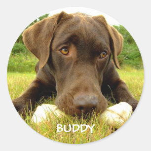 Cute Chocolate Labrador Custom Ronde Sticker
