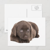 Cute Chocolate Labrador Puppy Briefkaart (Voorkant / Achterkant)