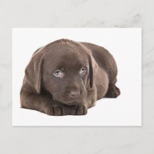 Cute Chocolate Labrador Puppy Briefkaart
