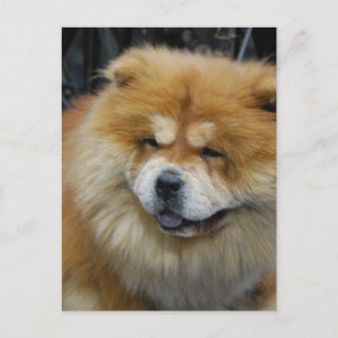 Cute Chow Briefkaart