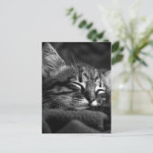 Cute Close Up Face of a Sleeping Tabby Kitten Briefkaart (Staand voorkant)